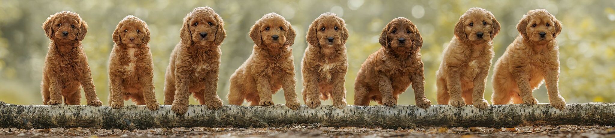 De vertrouwde rij Australian Labradoodles op een boomstam