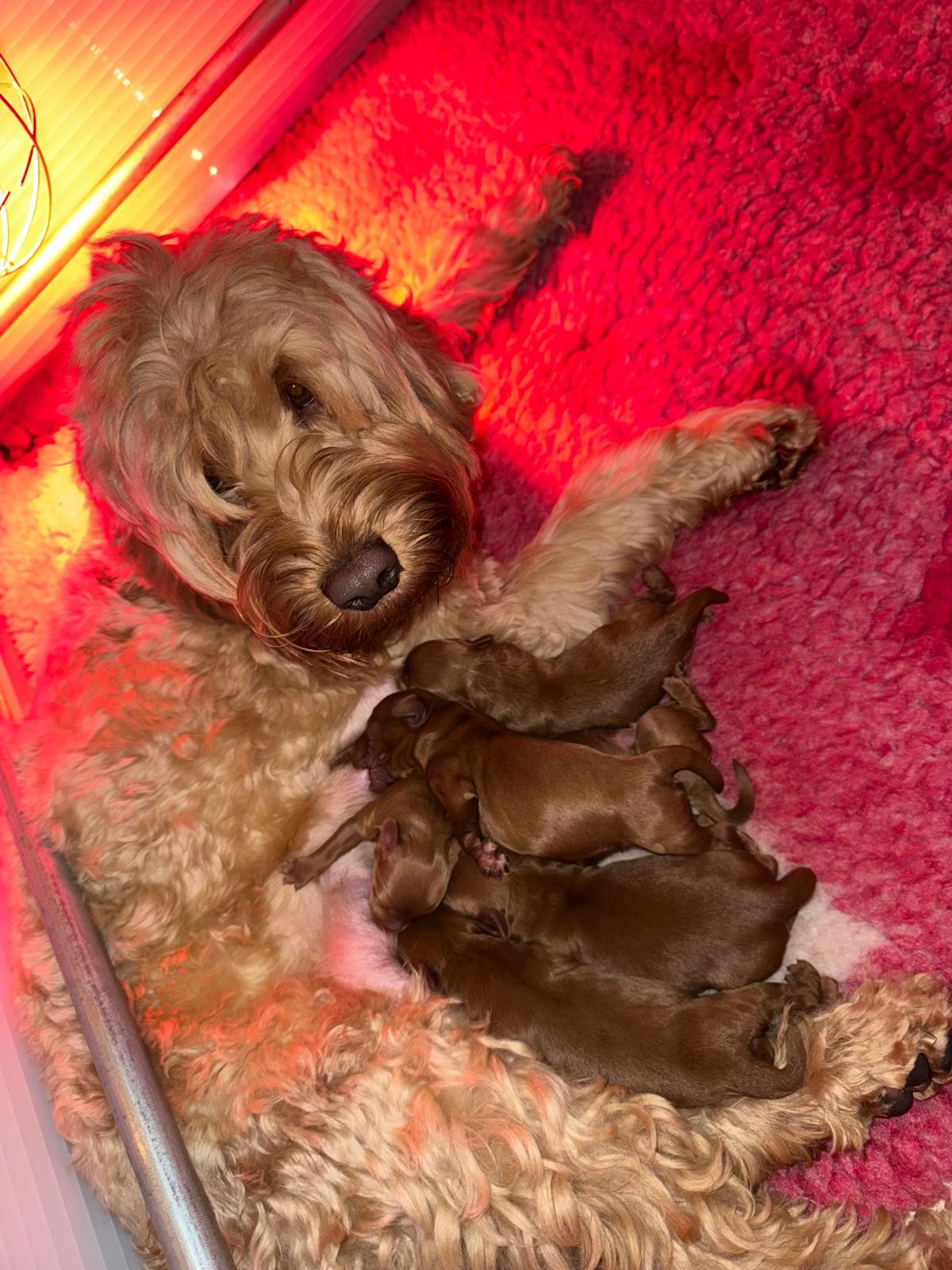 Labradoodle moederhond met haar pasgeboren pups bij Shirley thuis