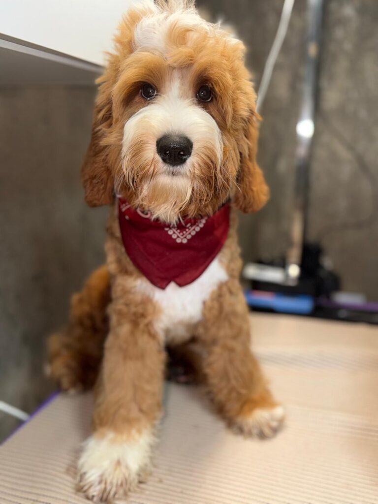 Ozzy, rood-witte Australian Labradoodle met een rode bandana