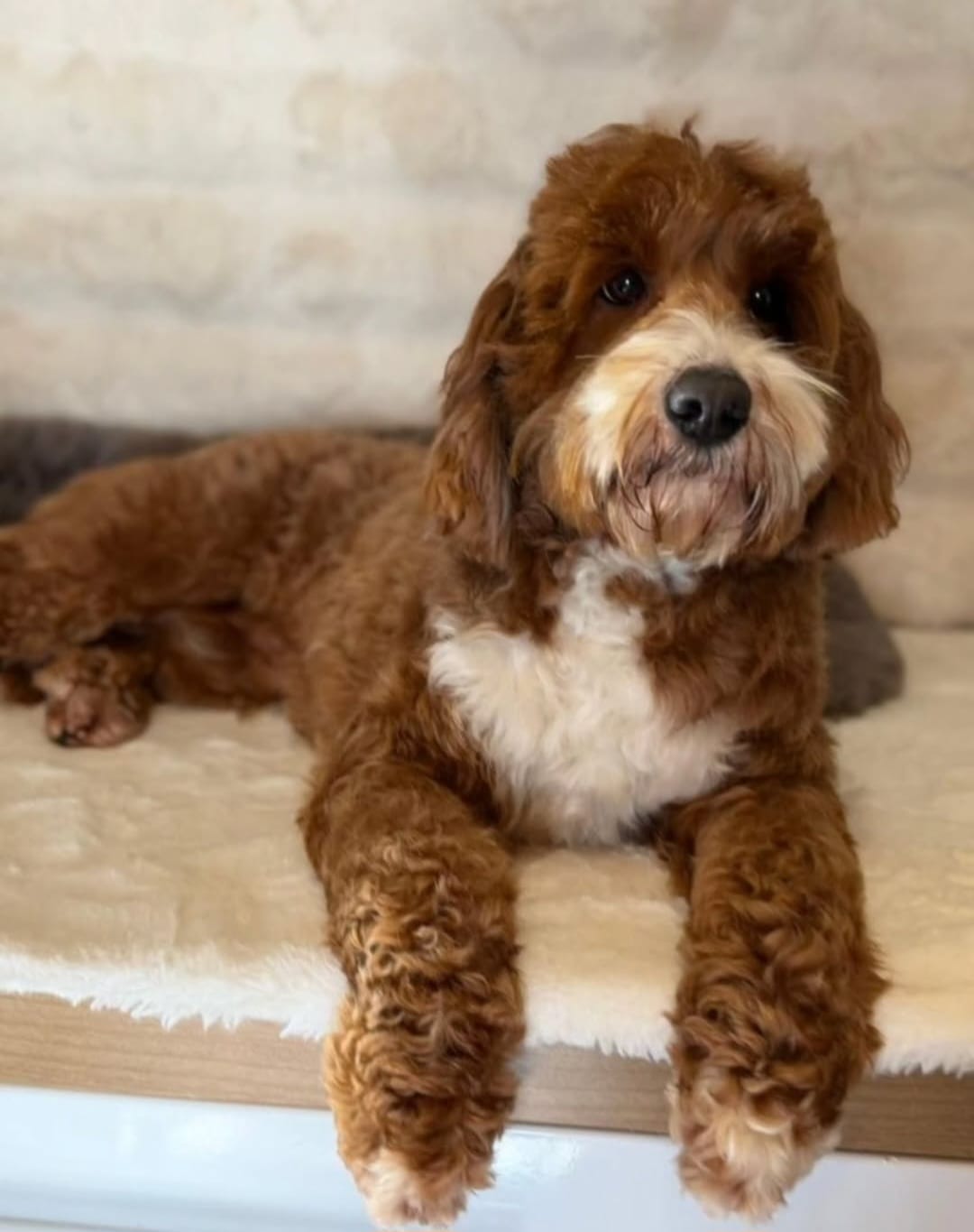 Portret van Malibu, rood-witte mini Australian Labradoodle