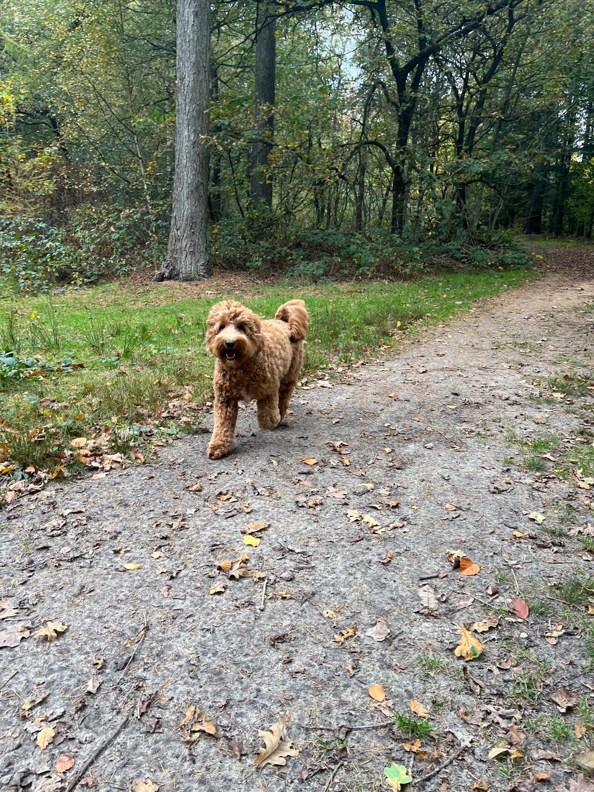 Cooper tijdens een wandeling in het bos