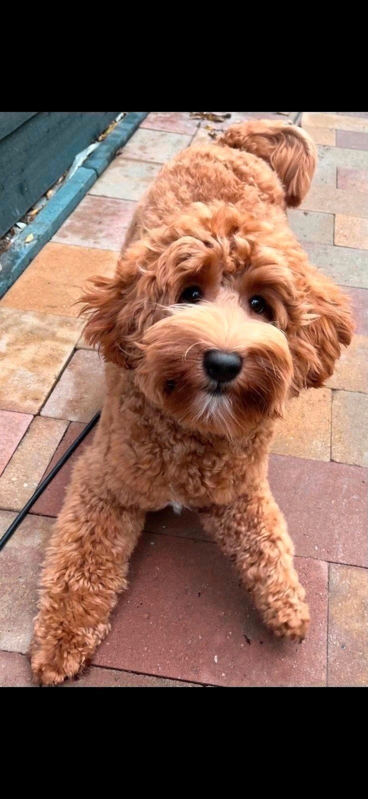 Cooper, Australian Labradoodle dekreu
