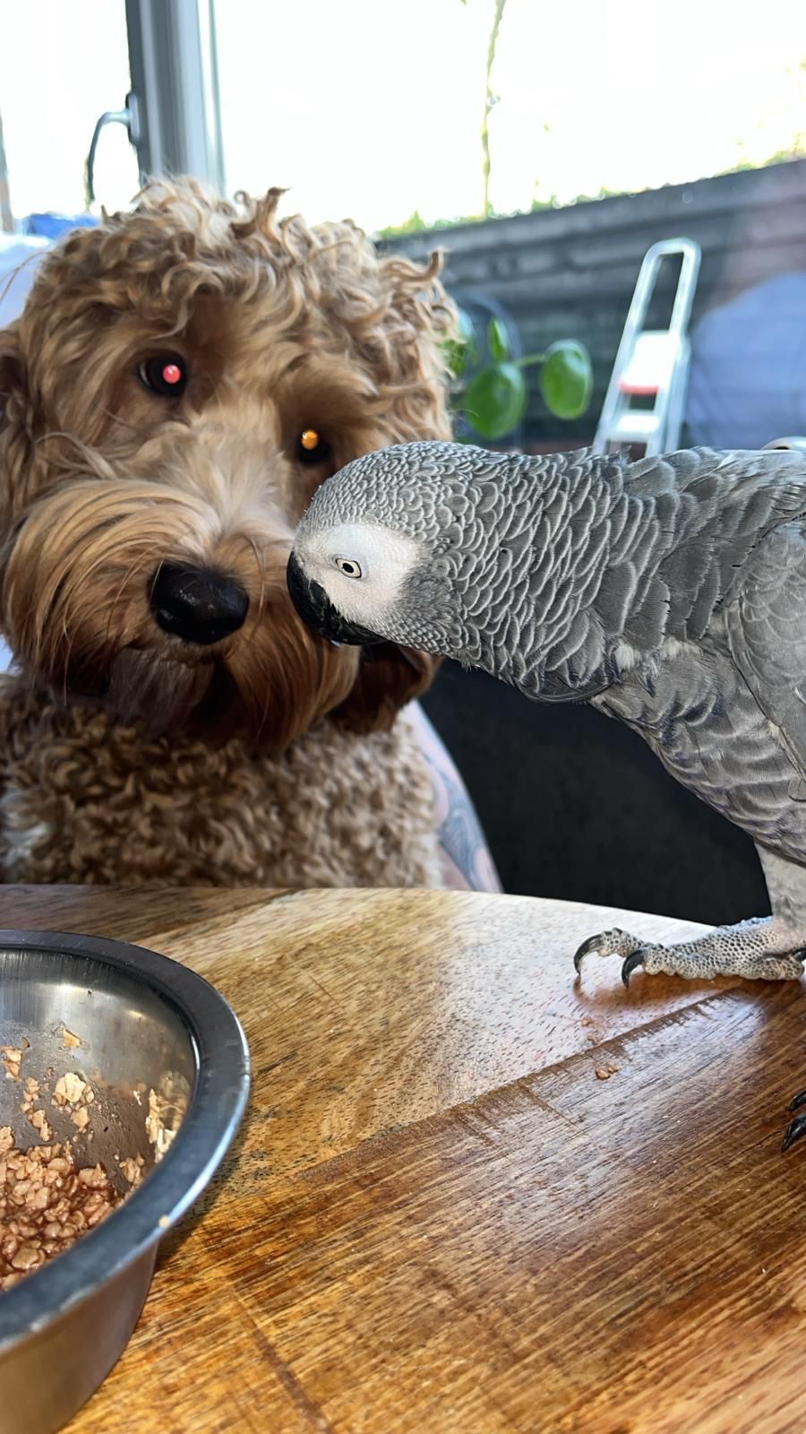 Cooper samen met een grijze papegaai