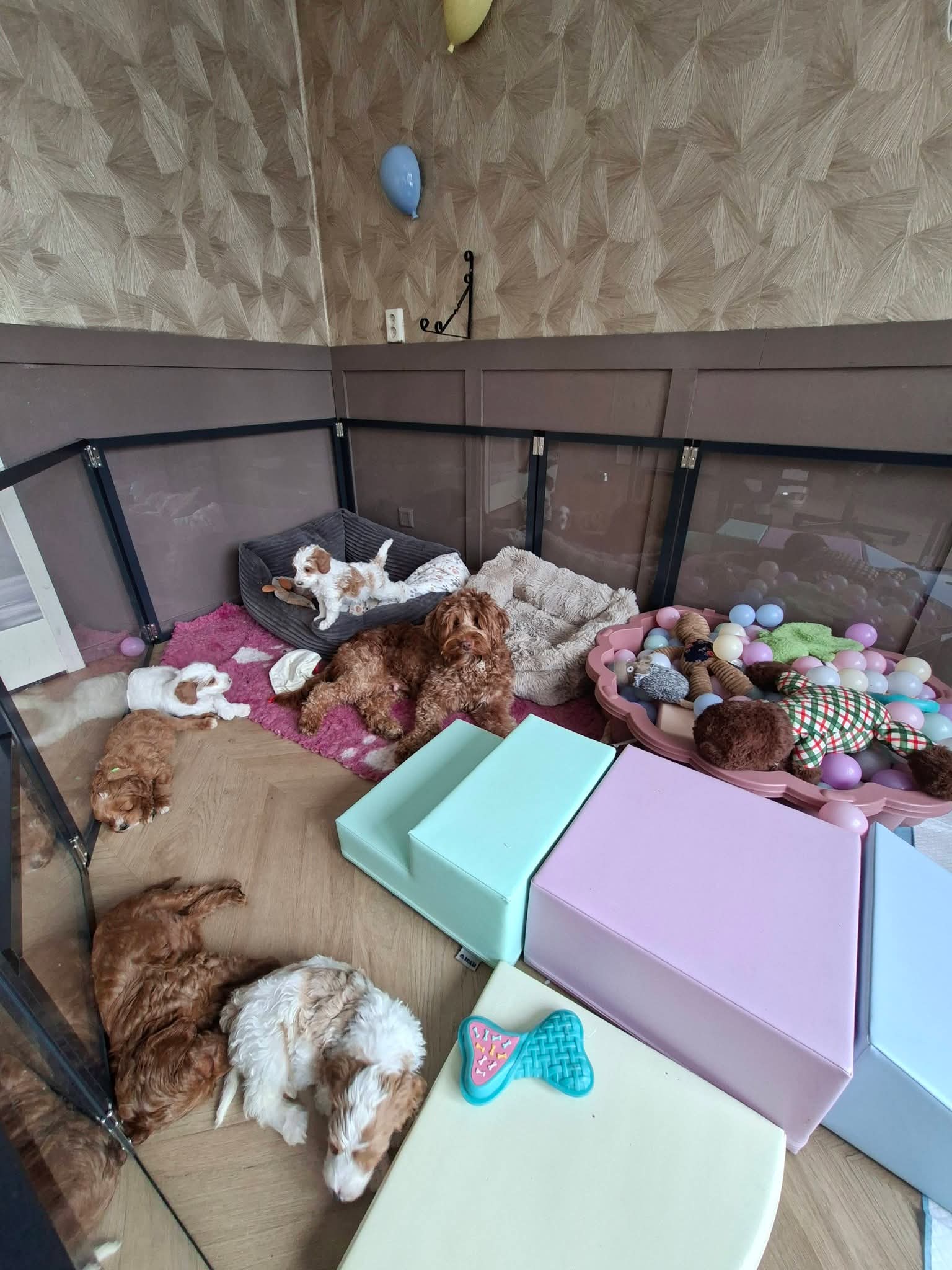 Pups en een volwassen Labradoodle in een huiselijke puppyruimte met speelgoed