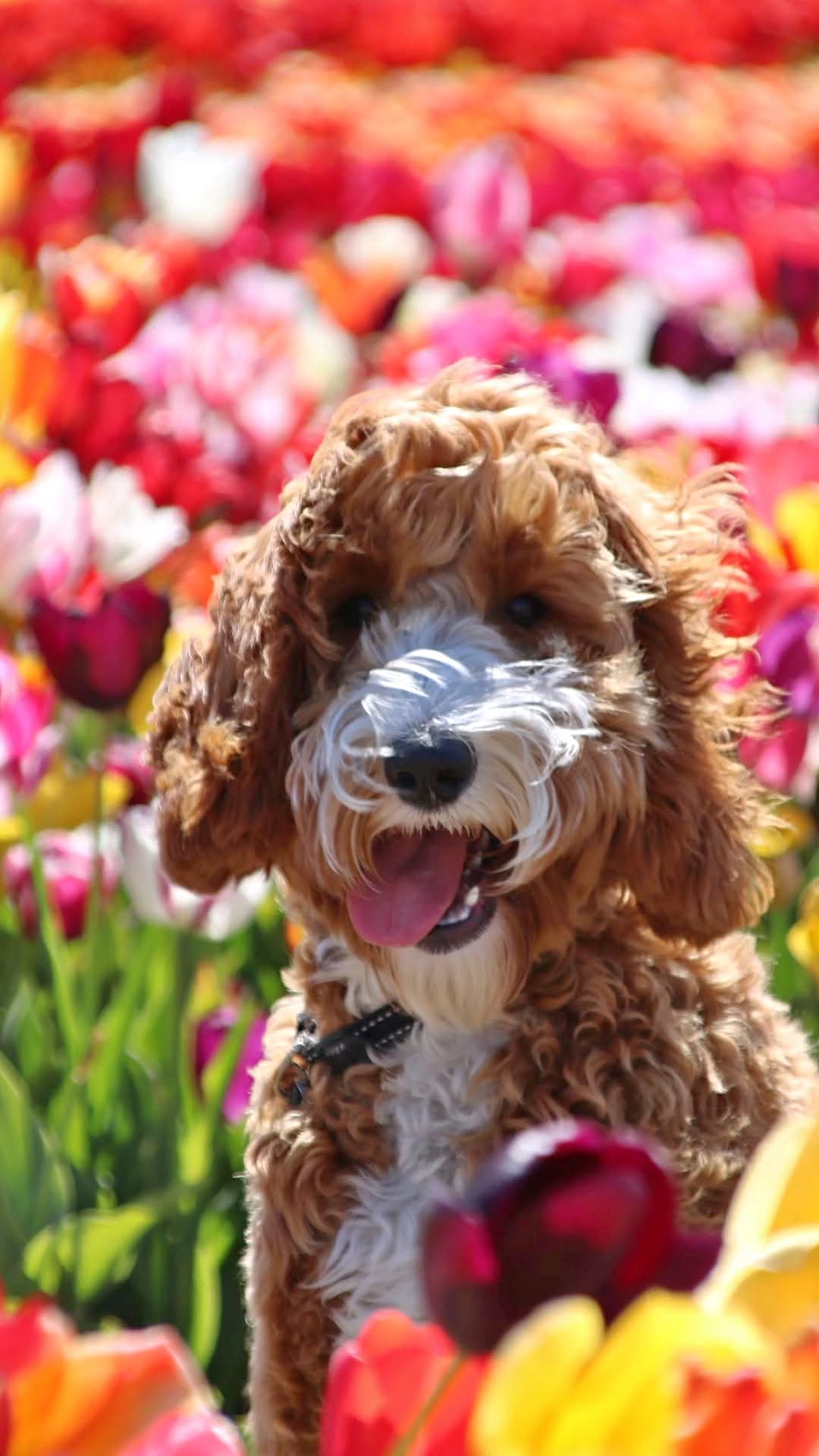 Een rood-witte Australian Labradoodle tussen kleurrijke tulpen