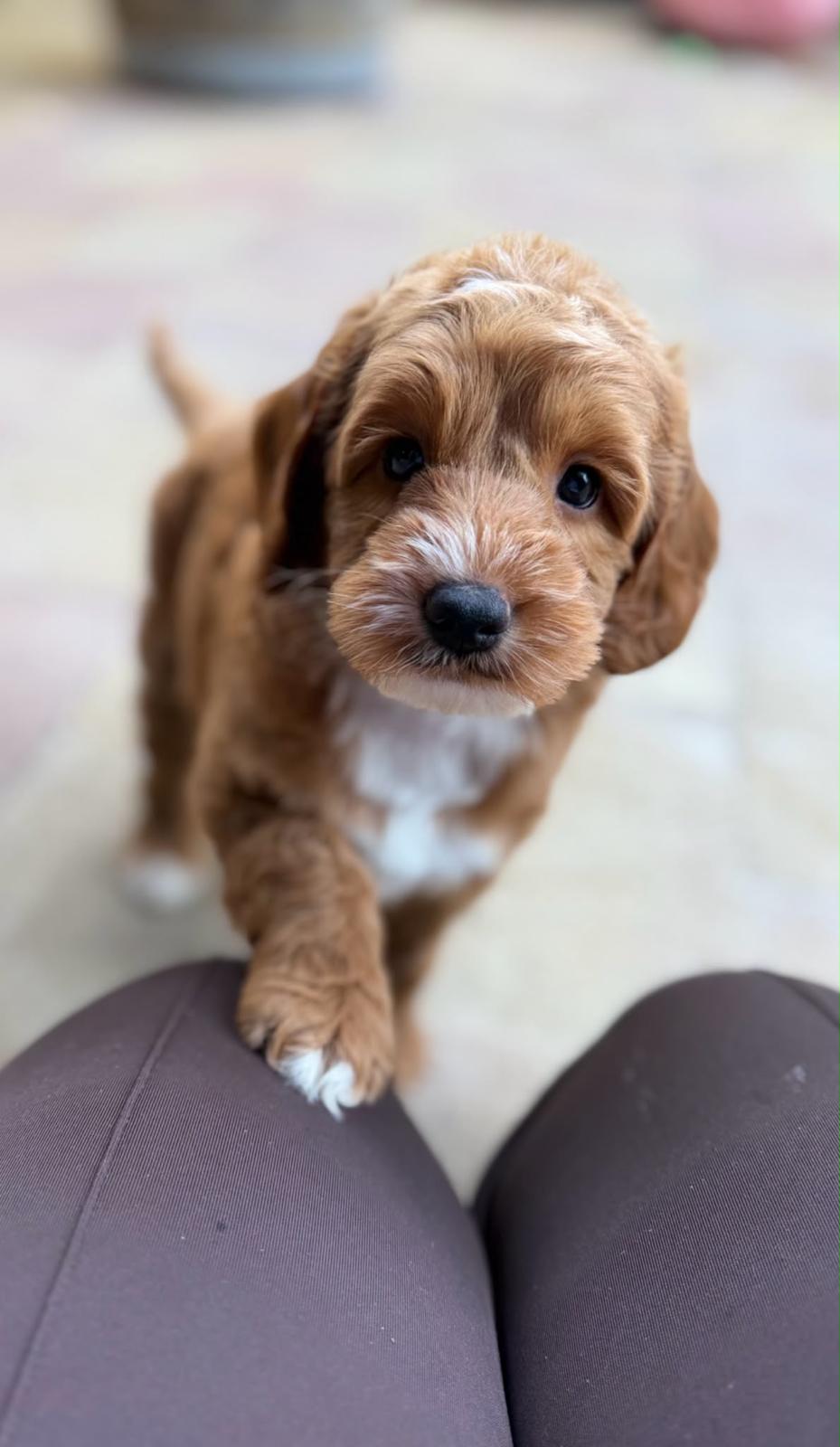 Coco, mini Australian Labradoodle pup