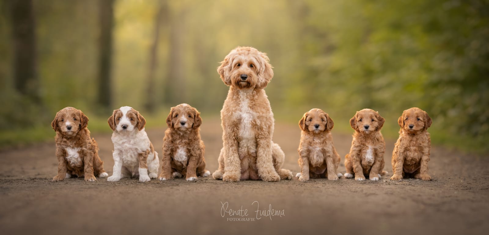 Sunny samen met haar pups