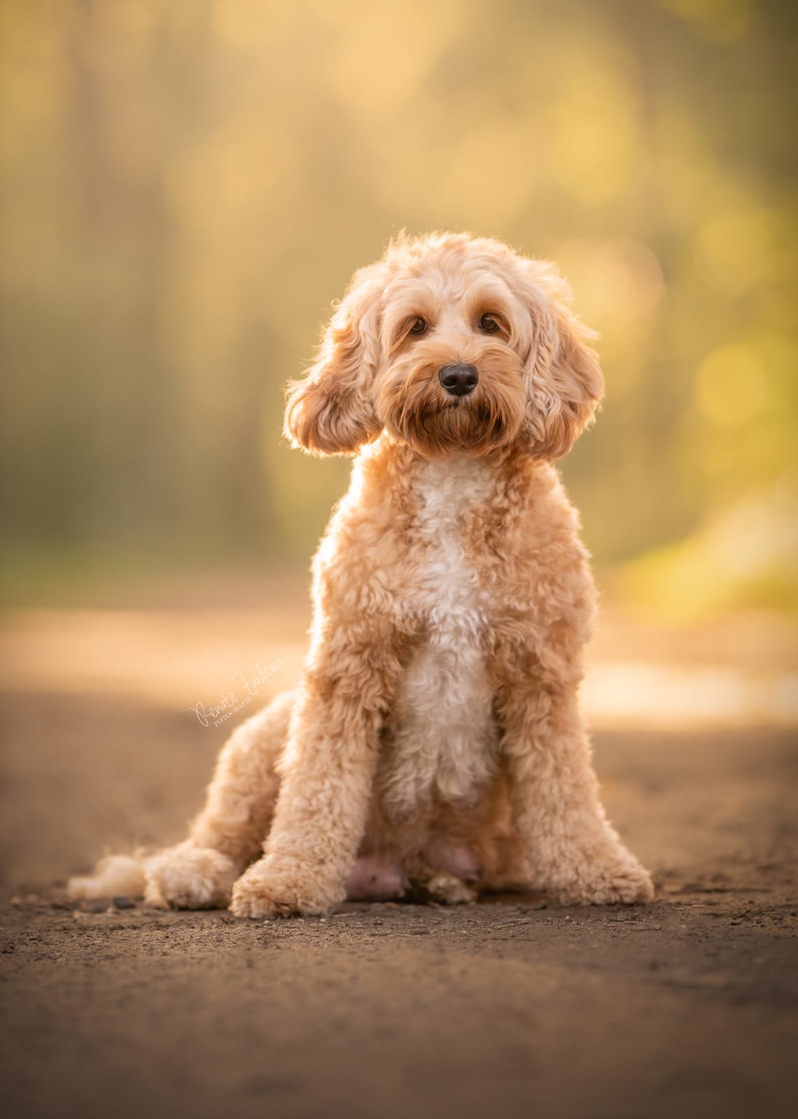 Sunny, mini Australian Labradoodle