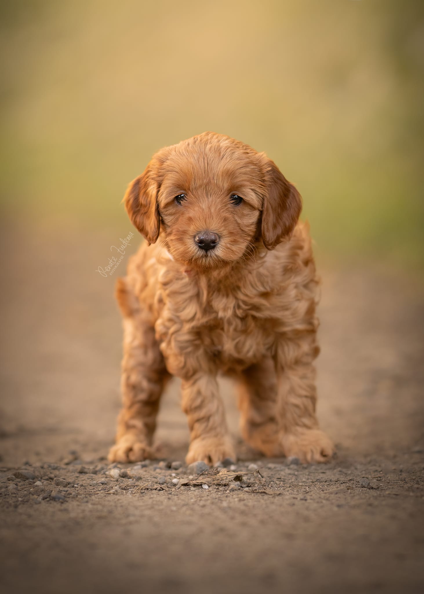 Amy, Australian Labradoodle van A’Classicdoodles