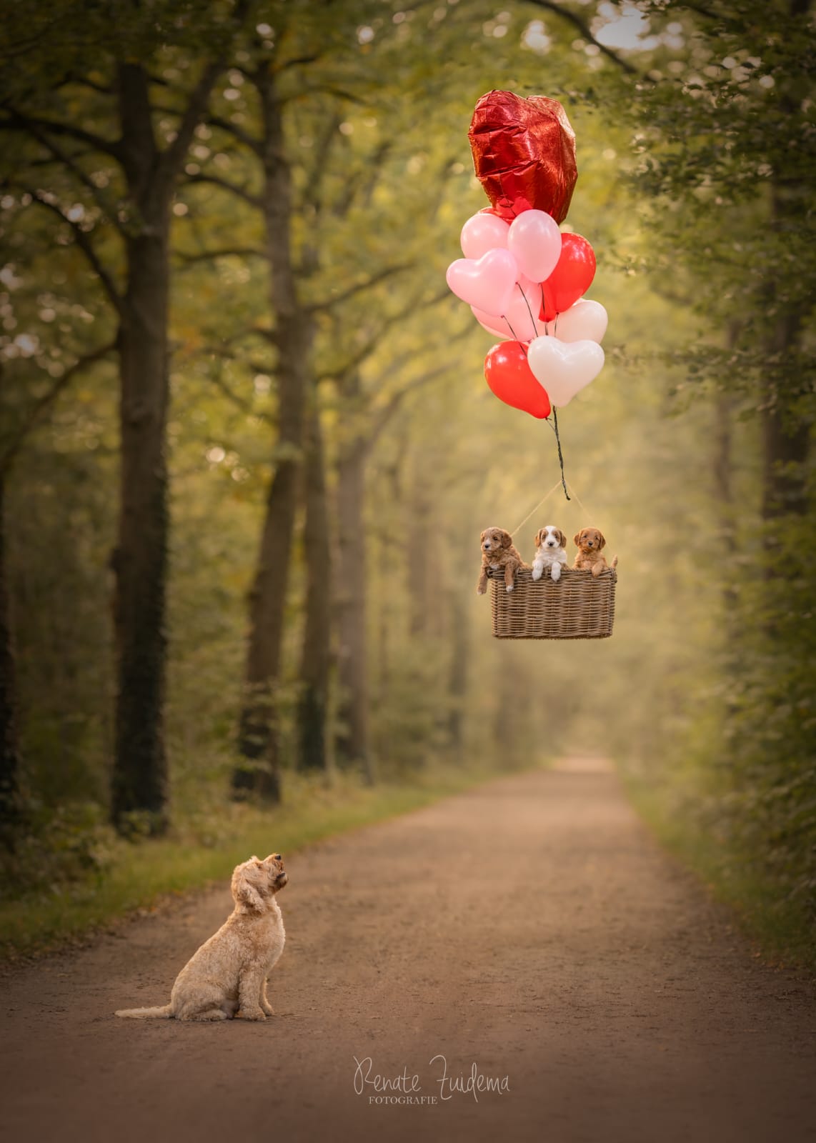 Australian Labradoodlepups in een mandje onder ballonnen