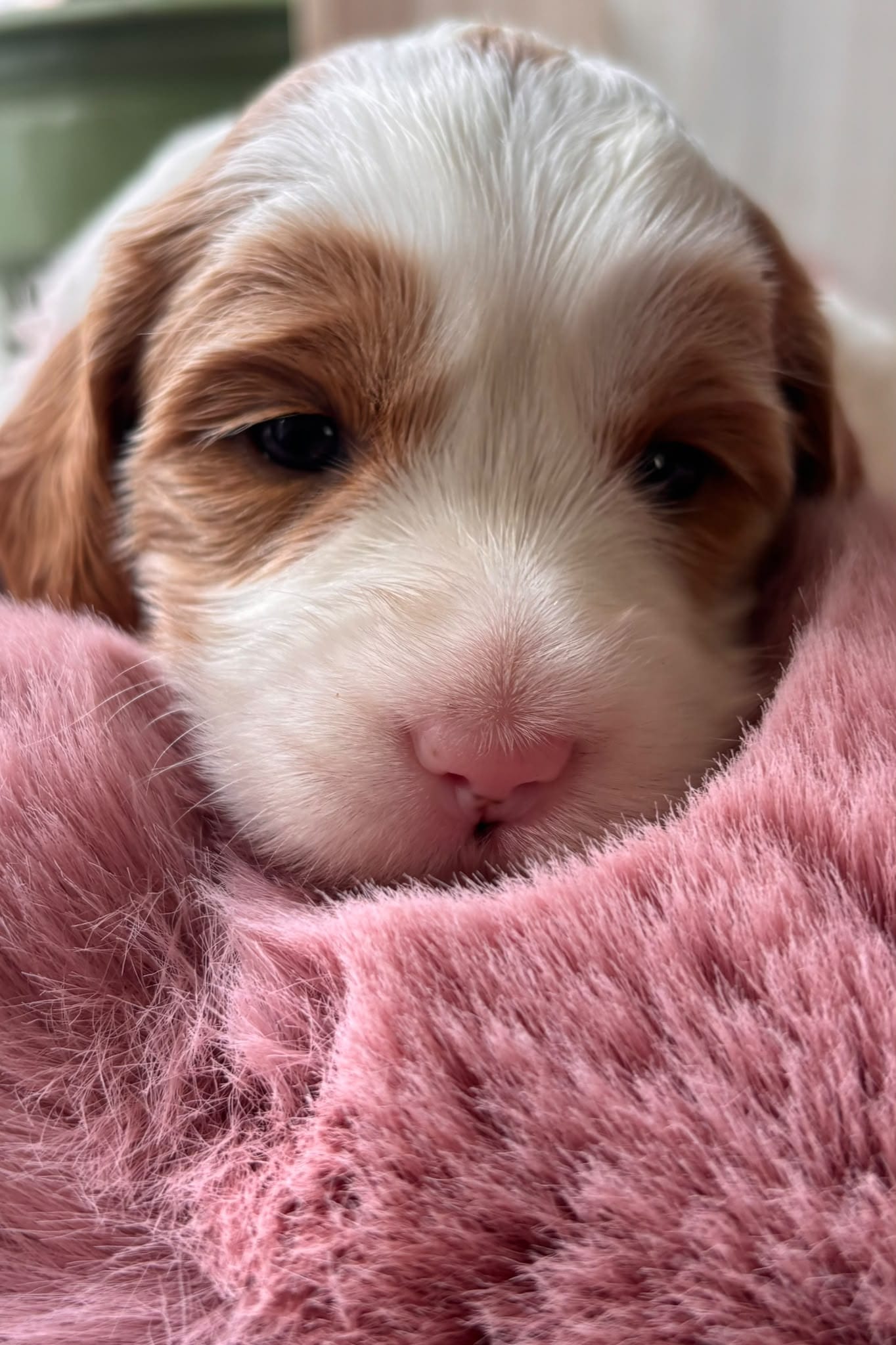 Onze toekomstige mama als pup, foto 3