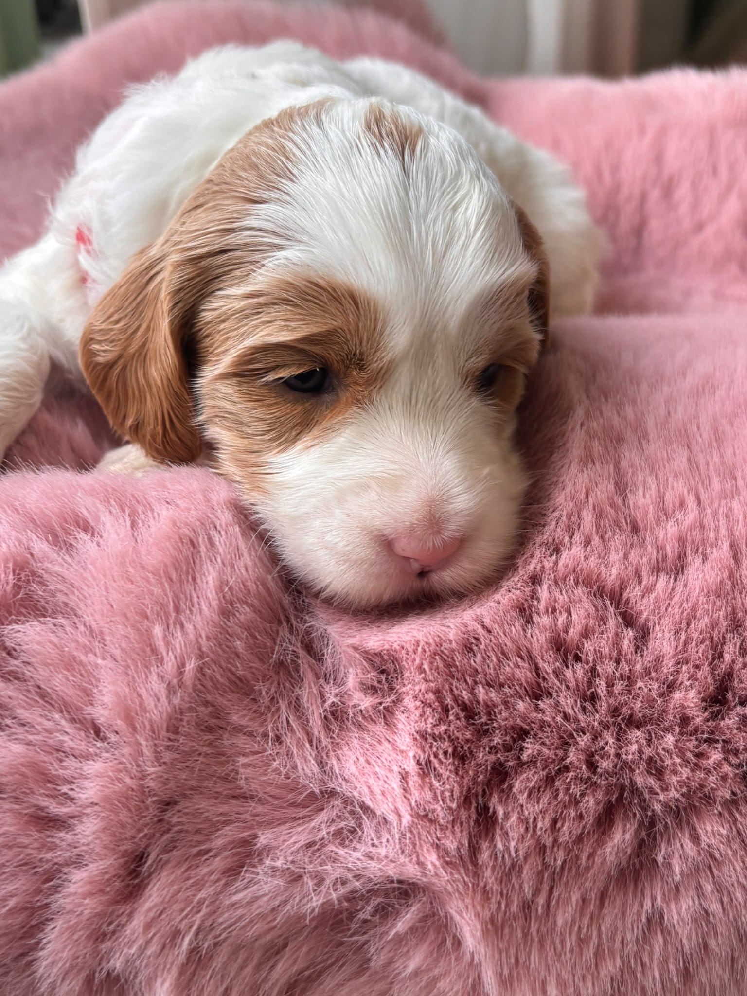Onze toekomstige mama als pup, foto 2