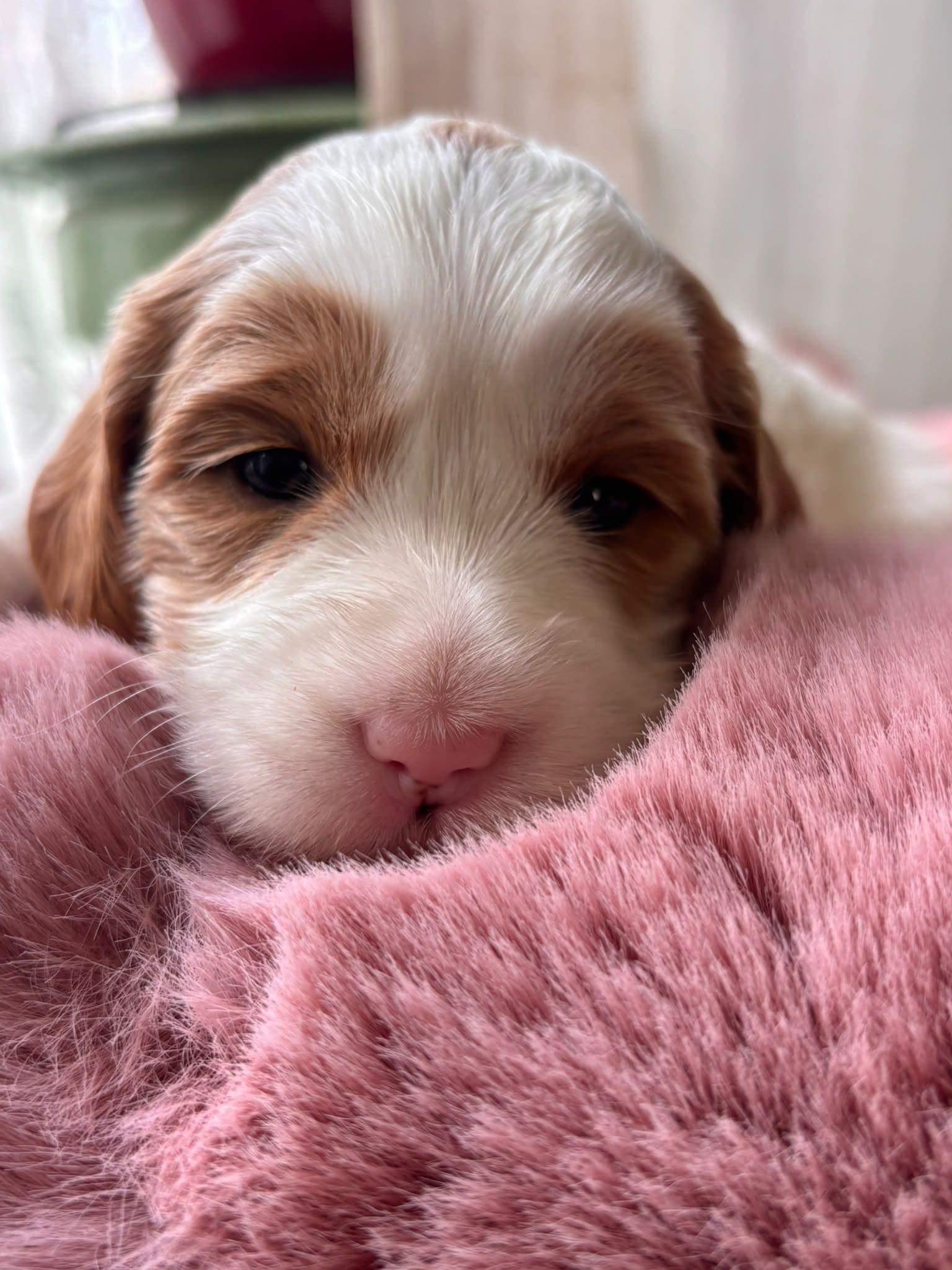 Onze toekomstige mama als pup, foto 1