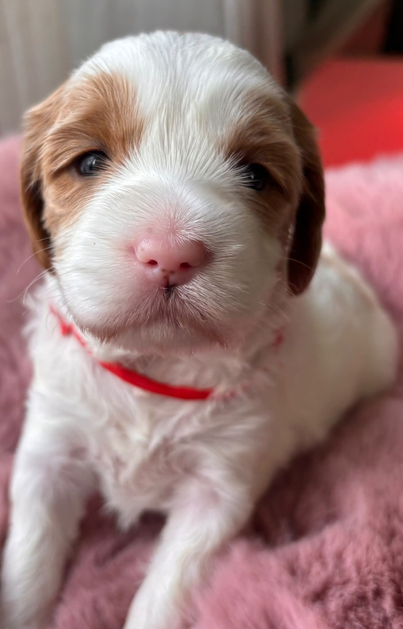 Nieuwe toekomstige mama van A'Classicdoodles, wit met karamelkleurige vlekken