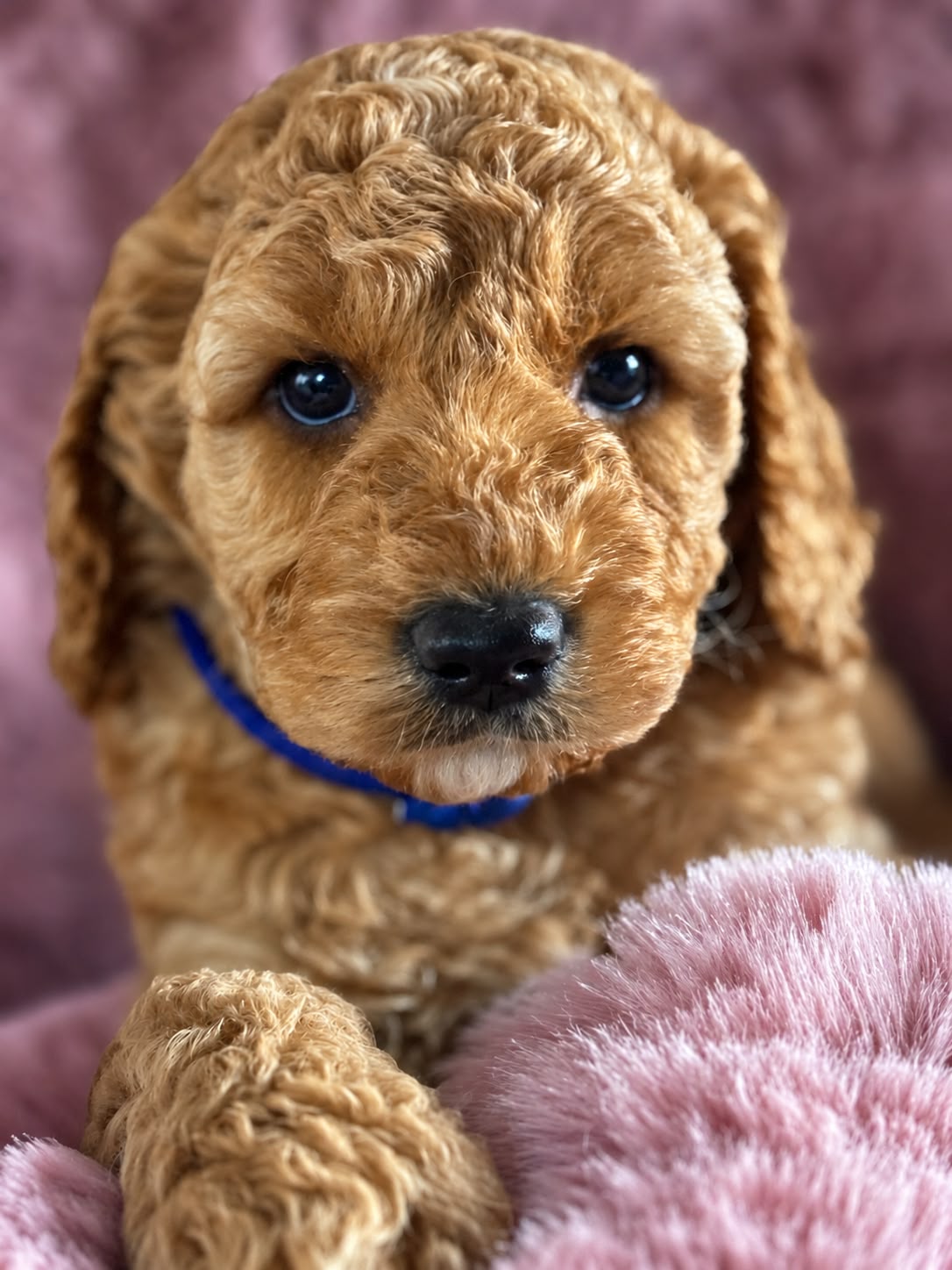 Pup op een zachte roze deken