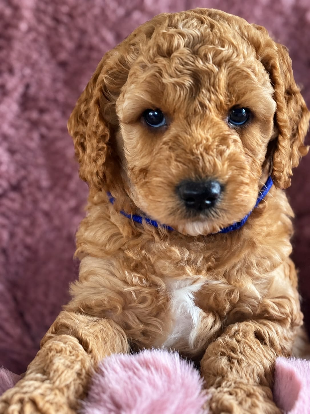 Pup met een blauw halsbandje