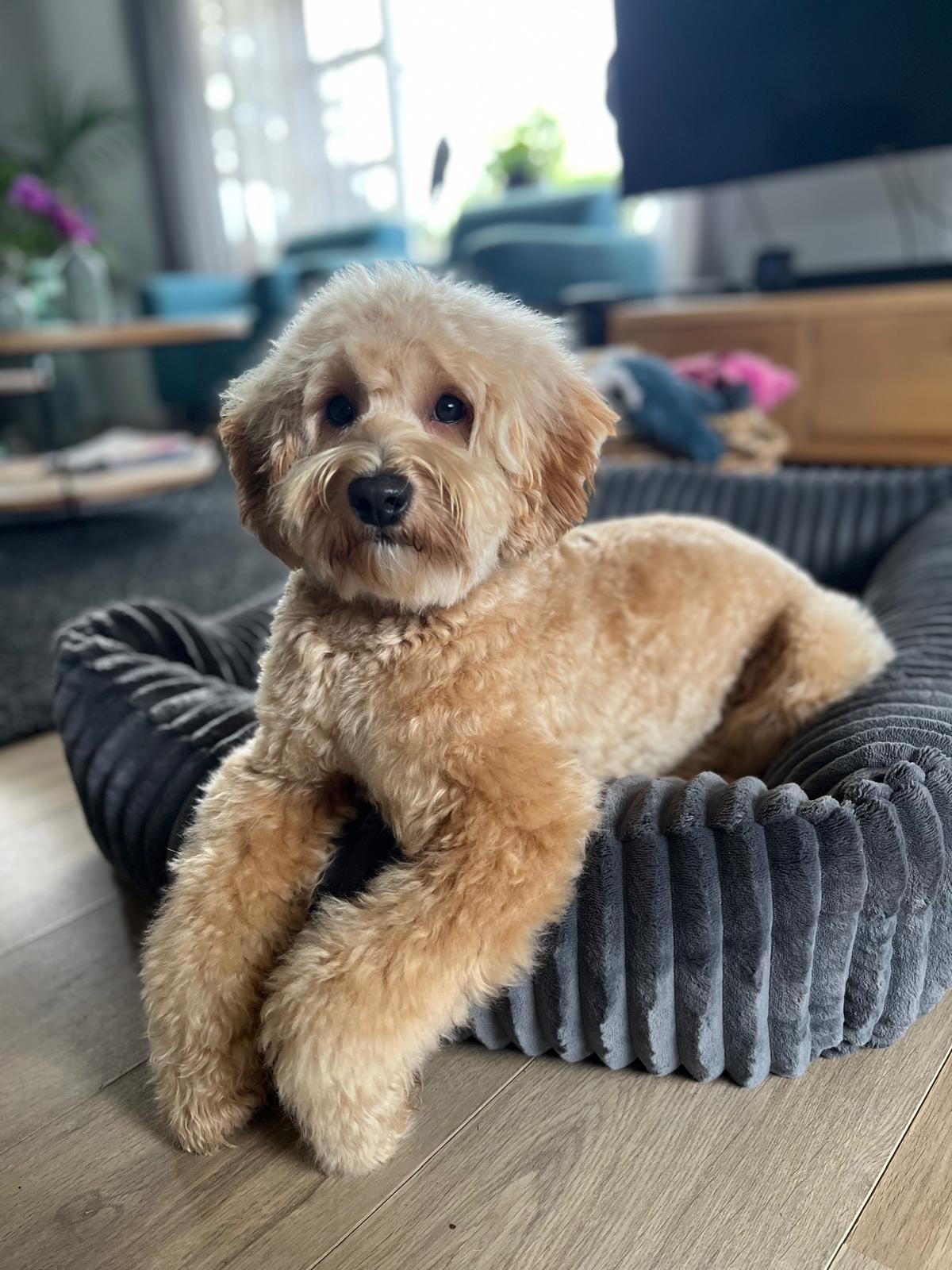 Lilly, extra foto 2