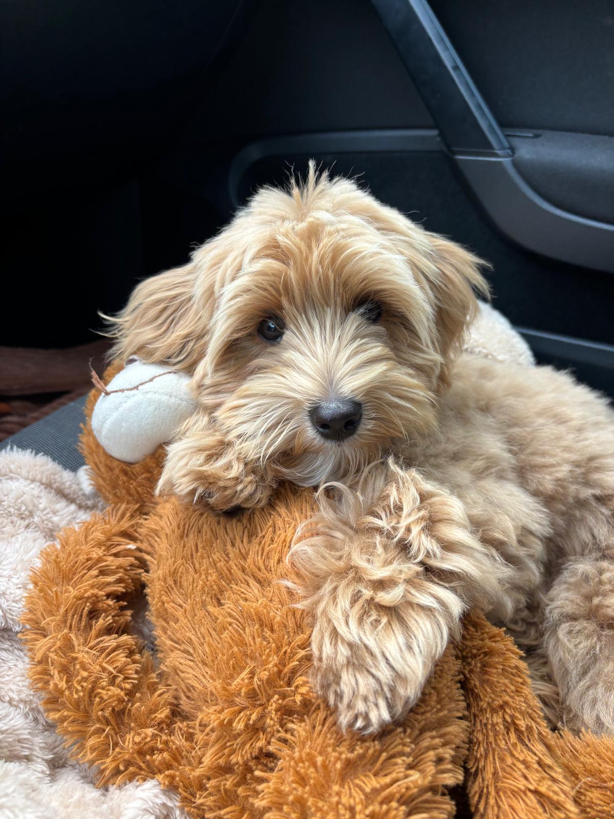 Cody met zijn knuffel