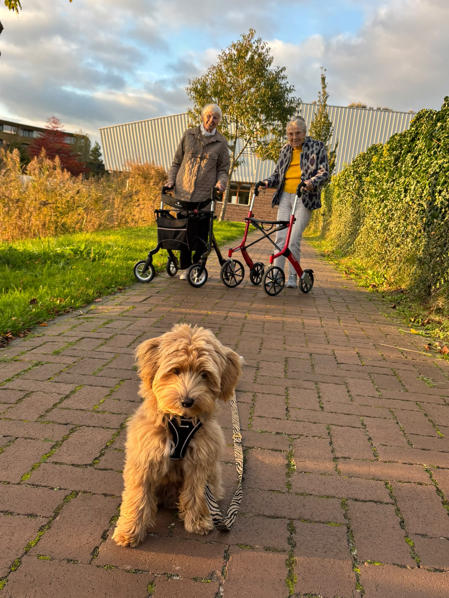 Cody tijdens een wandeling