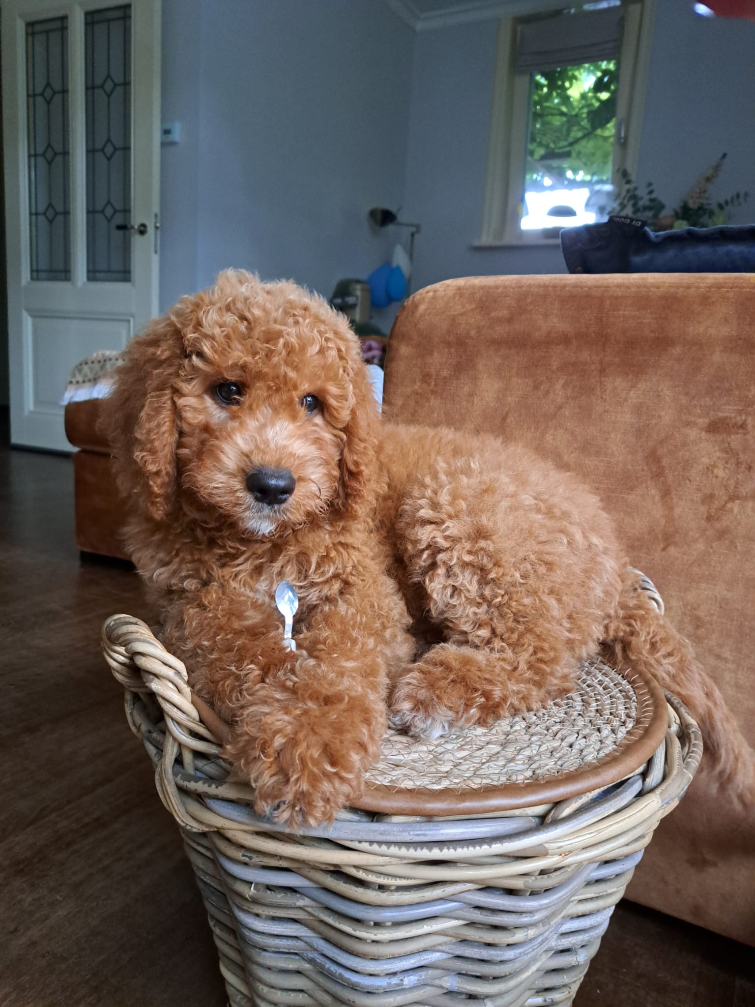 Australian Labradoodle bij zijn gezin