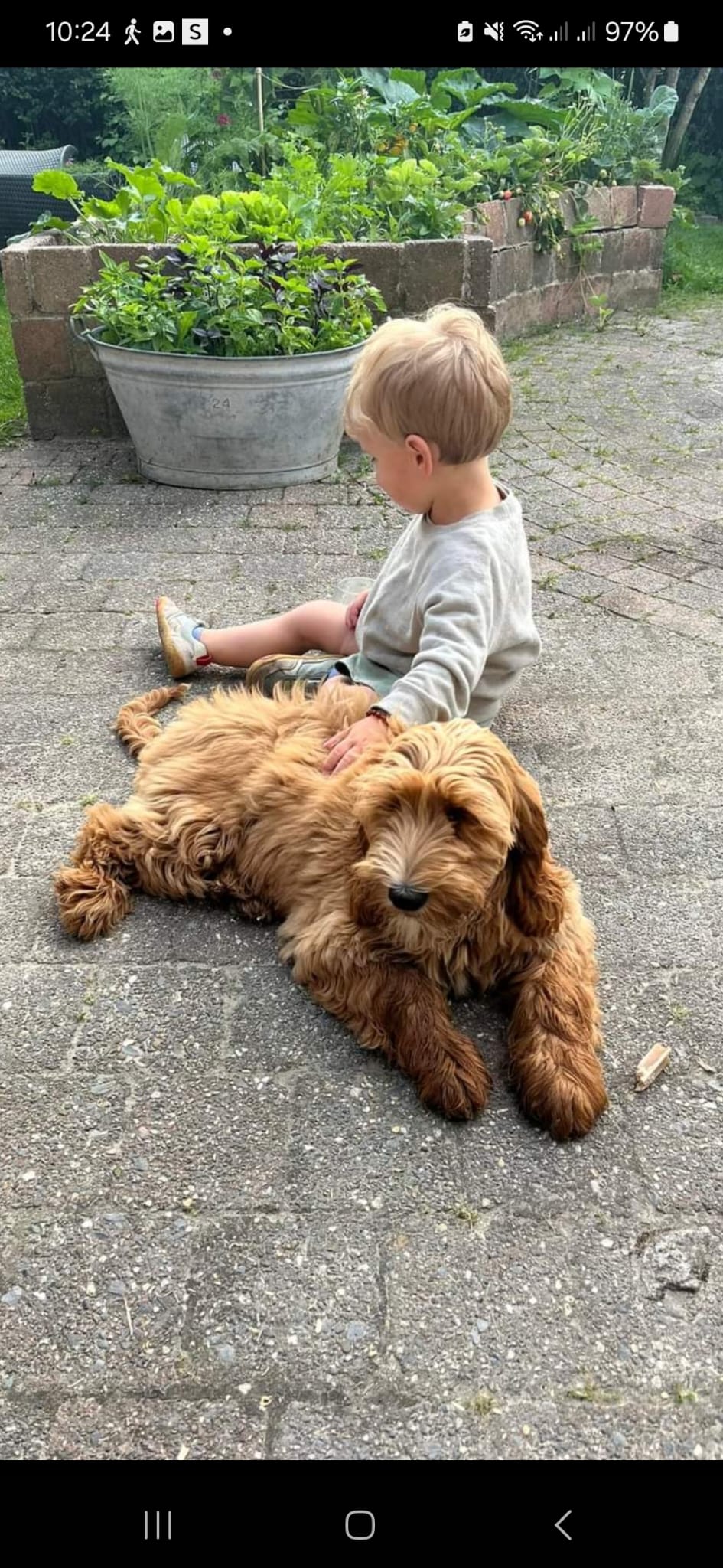 Australian Labradoodle bij zijn gezin