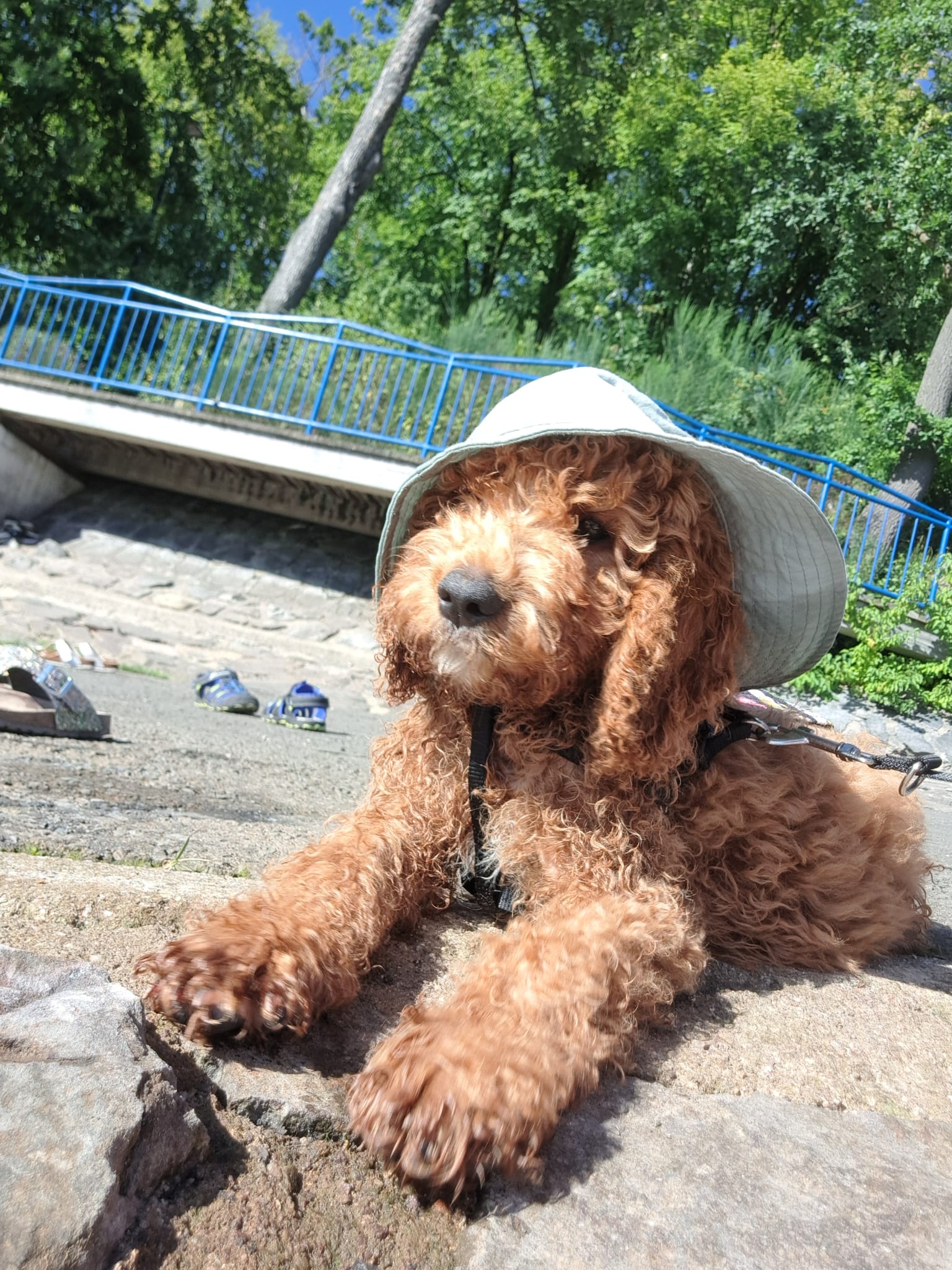 Australian Labradoodle bij zijn gezin