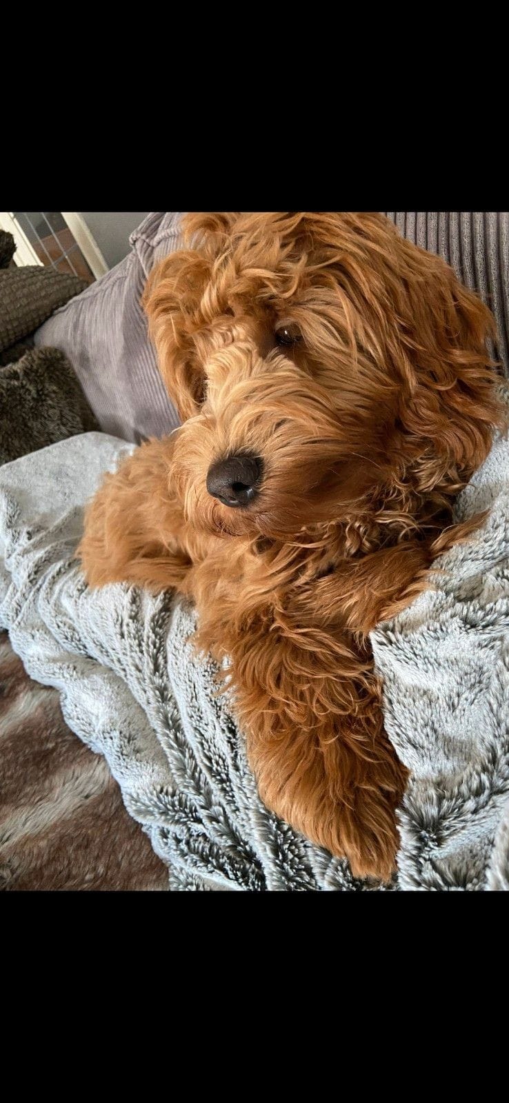 Australian Labradoodle bij zijn gezin
