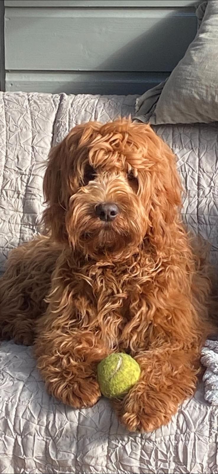 Australian Labradoodle bij zijn gezin
