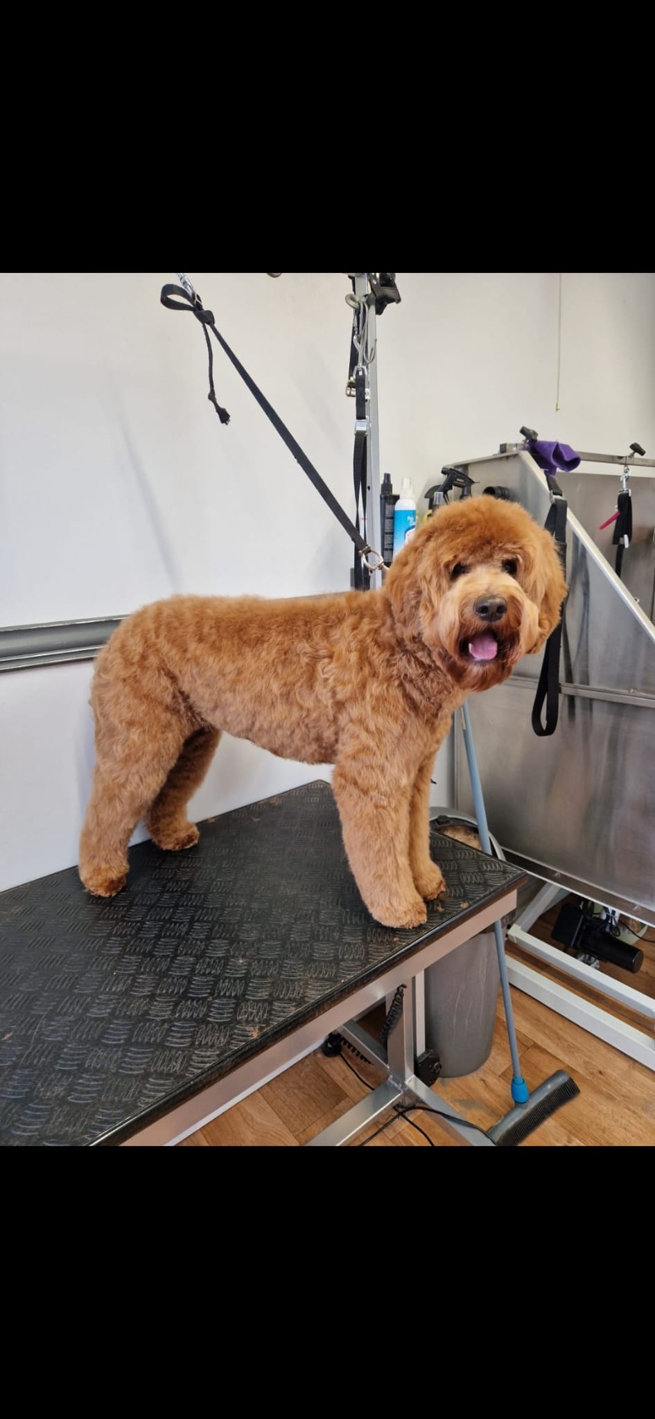 Australian Labradoodle bij zijn gezin