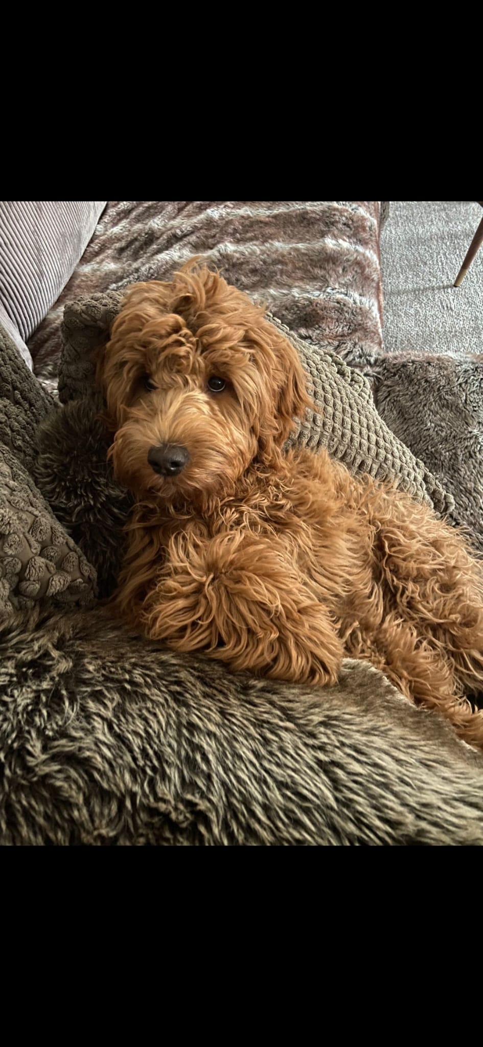 Australian Labradoodle bij zijn gezin