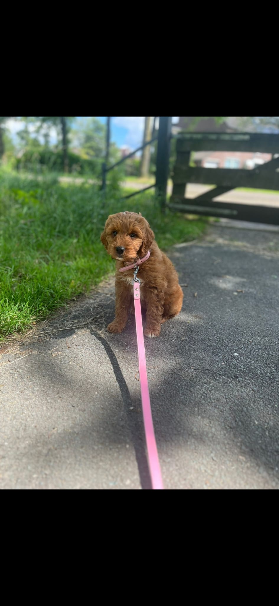 Australian Labradoodle bij zijn gezin
