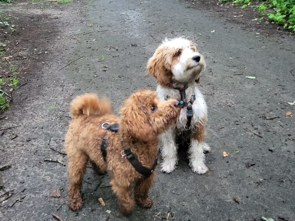 Australian Labradoodle bij zijn gezin