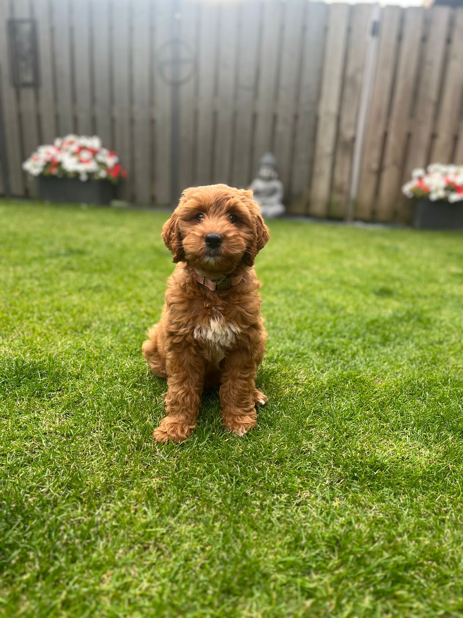 Australian Labradoodle bij zijn gezin