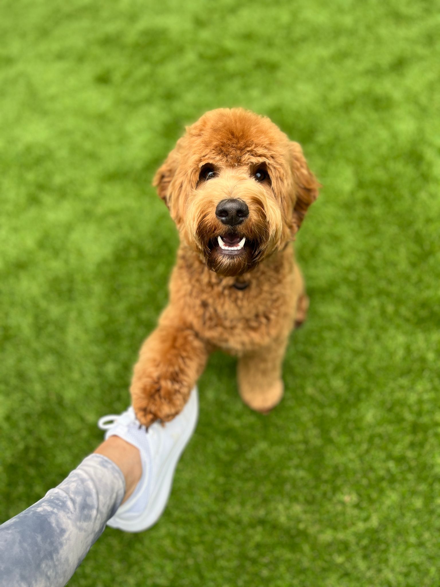 Australian Labradoodle bij zijn gezin