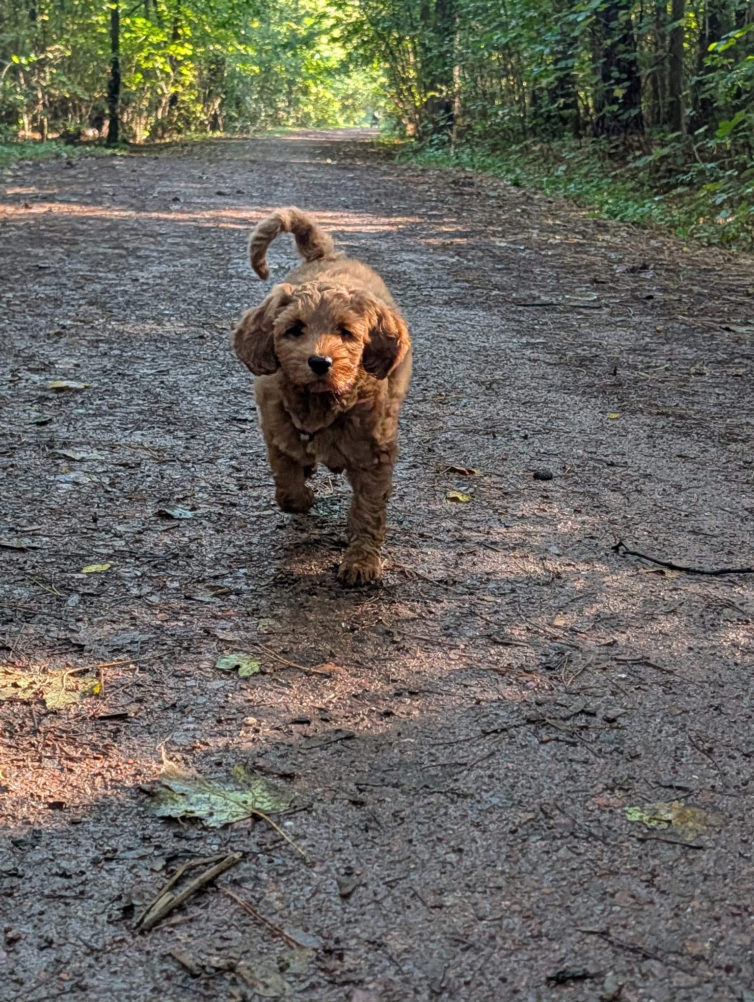 Australian Labradoodle bij zijn gezin