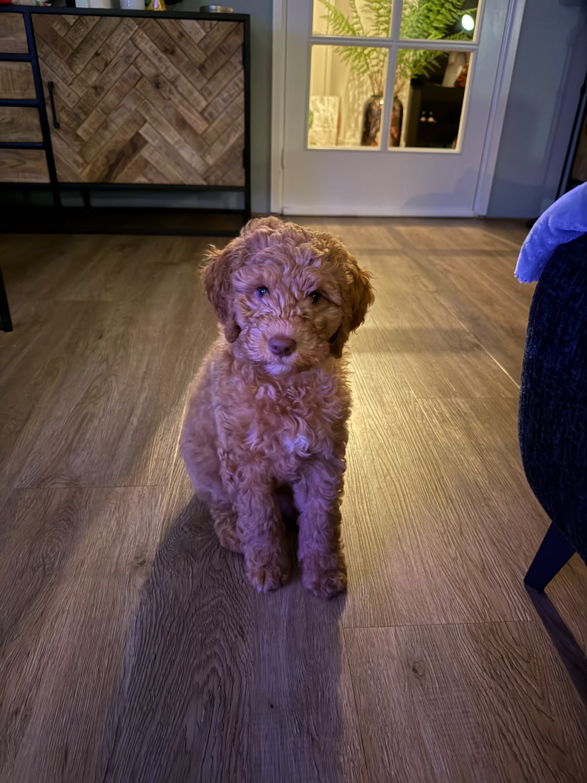 Australian Labradoodle bij zijn gezin