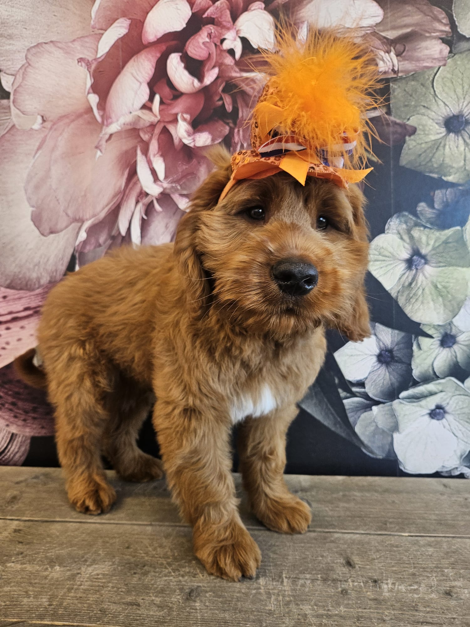 Australian Labradoodle bij zijn gezin