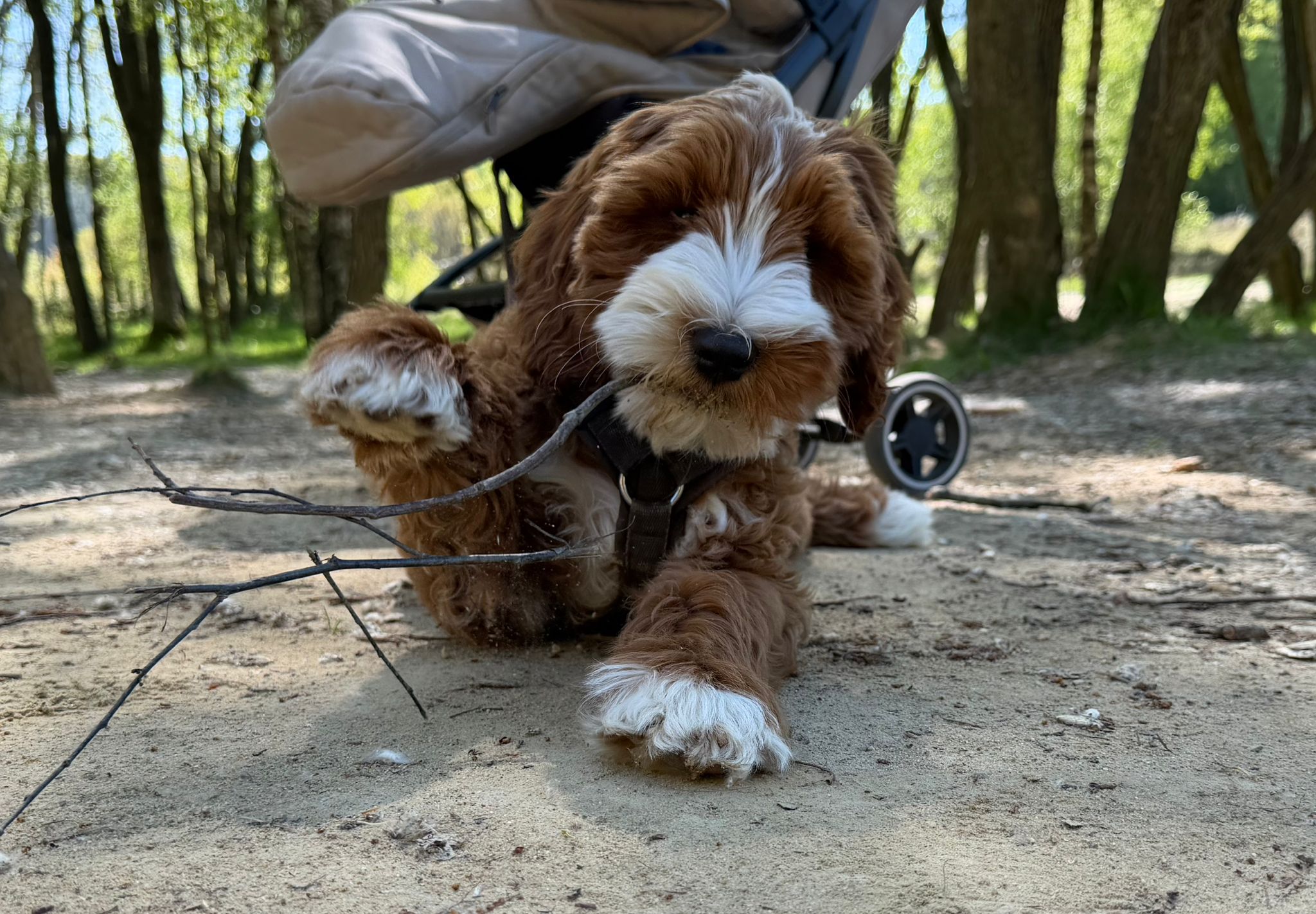 Australian Labradoodle bij zijn gezin