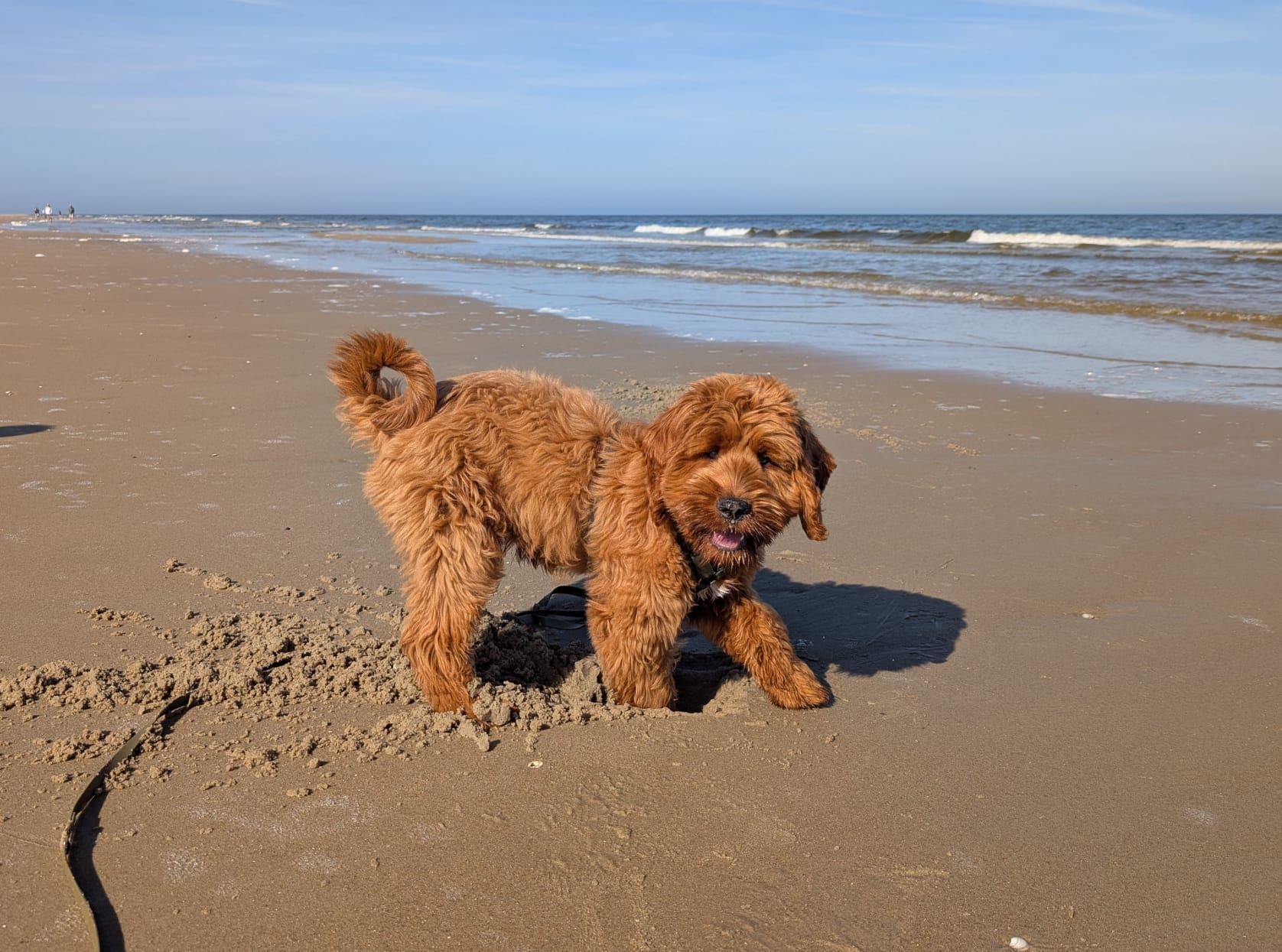 Australian Labradoodle bij zijn gezin