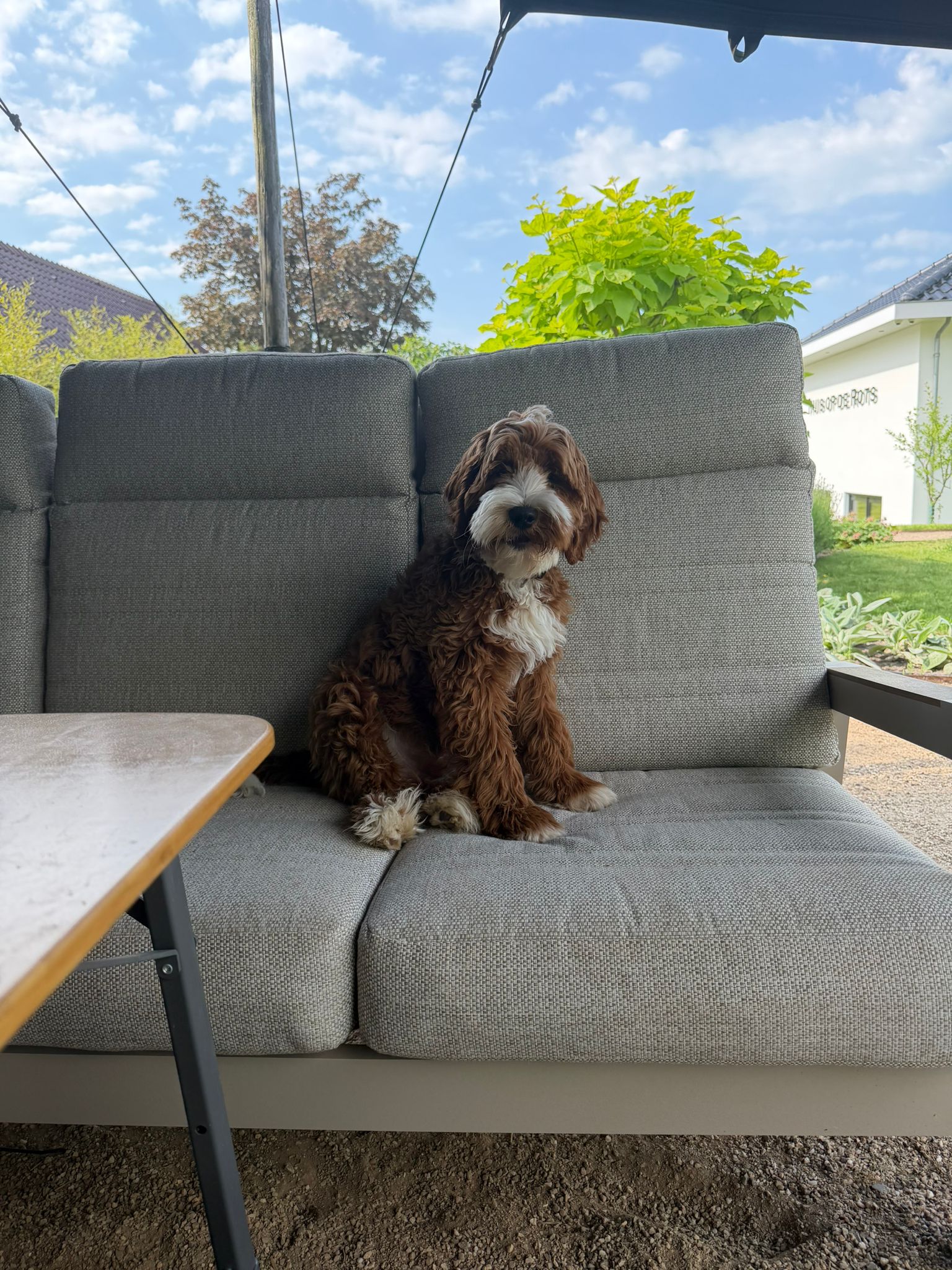 Australian Labradoodle bij zijn gezin