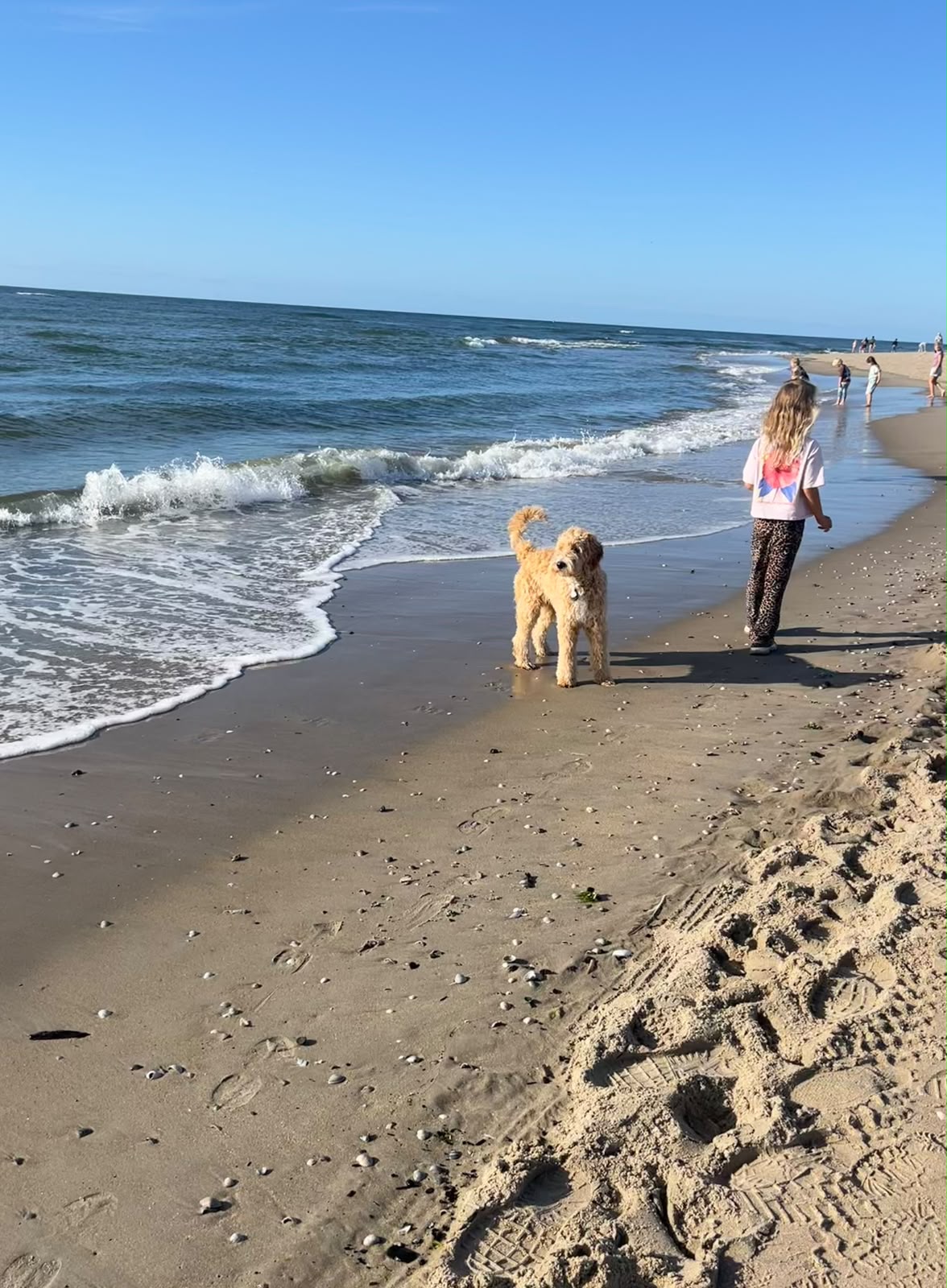 Australian Labradoodle bij zijn gezin