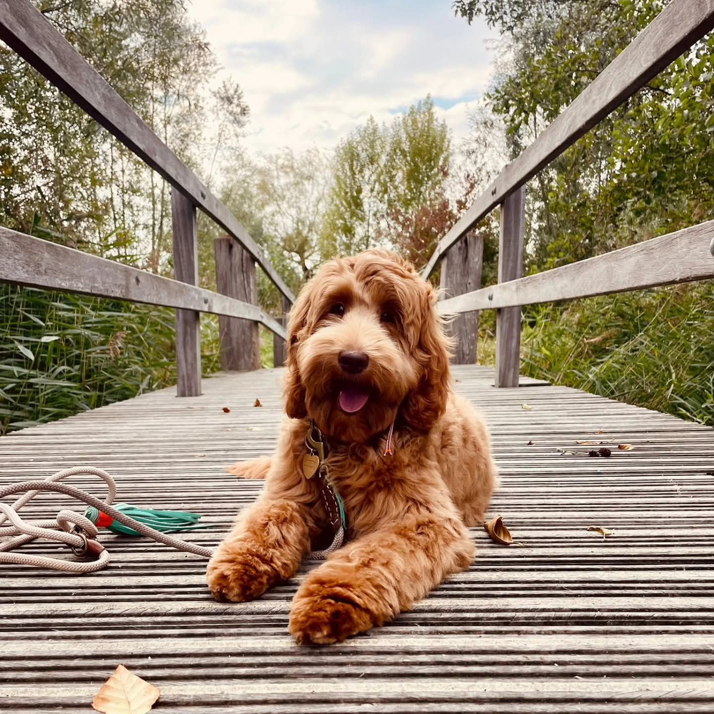 Onze Australian Labradoodle op een houten brug