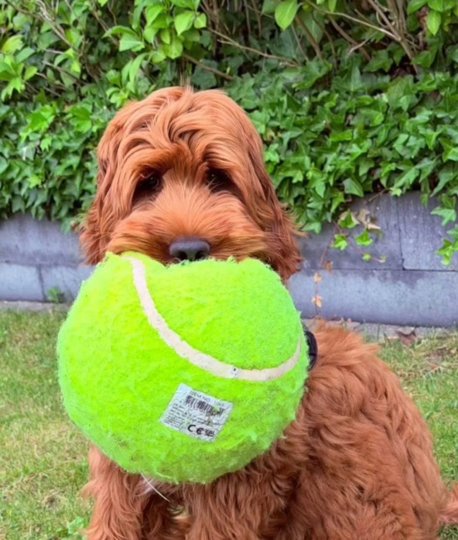 Doodle met een grote groene tennisbal bij Shirley