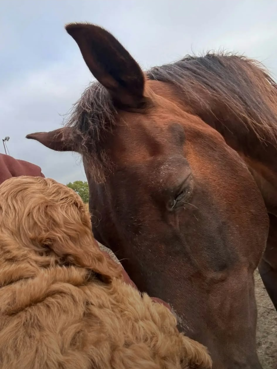 Een pup maakt bij Shirley rustig kennis met een paard